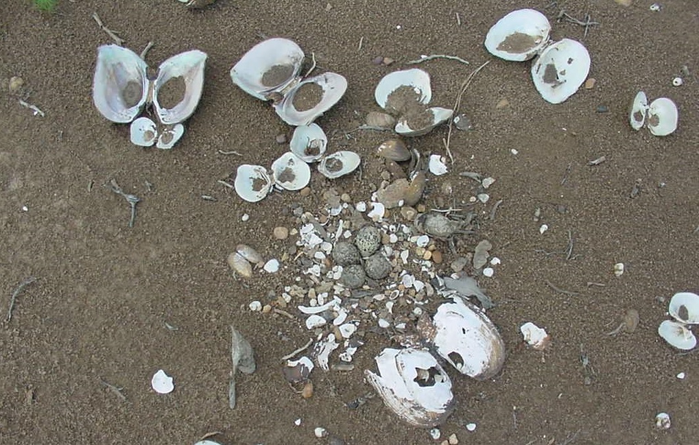 Kildeer eggs